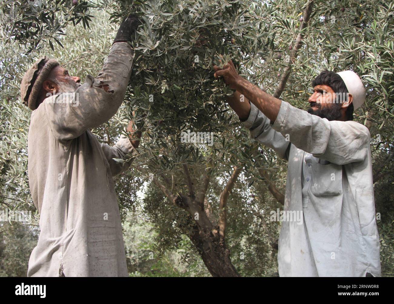 (171127) -- JALALABAD, November 27 -- afghanische Bauern sammeln Oliven in einem Olivengarten in der Provinz Nangarhar, Afghanistan, 13. November 2017. )(zf) ZU XINHUA FEATURE: Afghanische Landwirte beleben Olivengärten, um Opiumpoppien AFGHANISTAN-NANGARHAR-OLIVEN-GARTEN RahmanxSafi PUBLICATIONxNOTxINxCHN ZU ersetzen Stockfoto