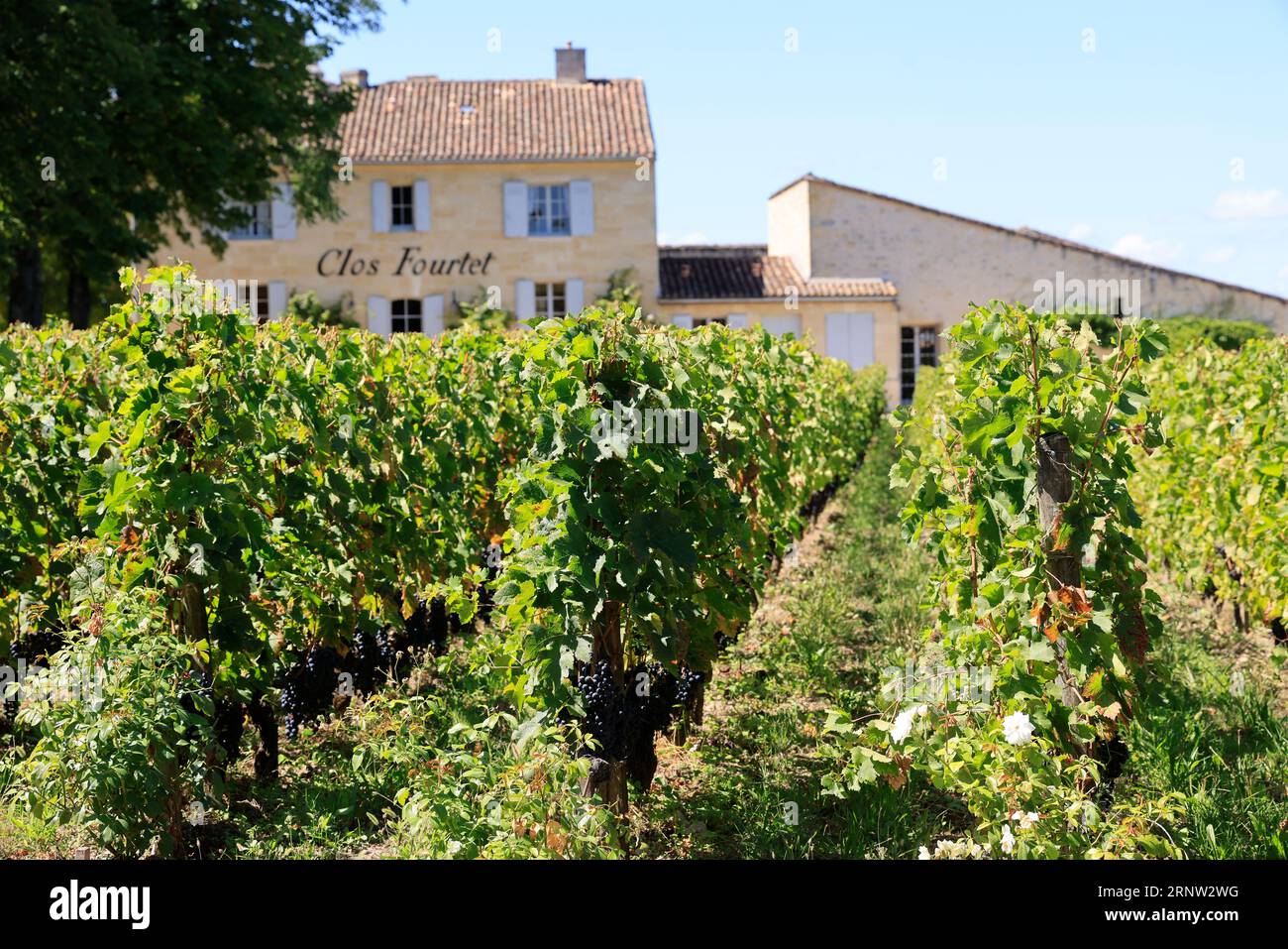 Le Clos Fourtet domaine viticole de Saint-Emilion classé « Premier Grand Cru », 1er Grand Cru classé. Production de vin rouge de Saint-Emilion. Vigne Stockfoto