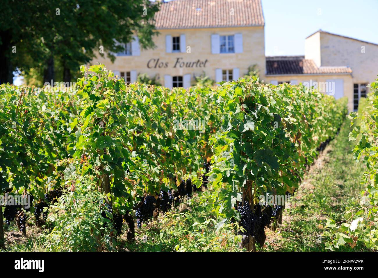 Le Clos Fourtet domaine viticole de Saint-Emilion classé « Premier Grand Cru », 1er Grand Cru classé. Production de vin rouge de Saint-Emilion. Vigne Stockfoto