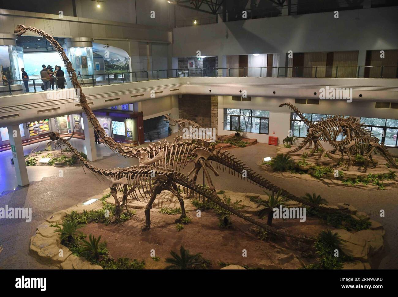 (171211) -- ZIGONG, 11. Dez. 2017 -- Foto aufgenommen am 7. Dez. 2017 zeigt die Ausstellungshalle des Zigong Dinosaurier Museums in Zigong, südwestchinesische Provinz Sichuan. Das Zigong Dinosaurier Museum wurde in der weltberühmten Dashanpu Dinosaurier Fauna erbaut und beherbergt eine Sammlung fossiler Exemplare, die fast alle bekannten Dinosaurier-Arten im Jura vor 205-135 Millionen Jahren umfassen. Es wurde vom American Global Geography Magazine als das beste Dinosaurier-Museum der Welt angesehen. ) (wf) CHINA-SICHUAN-FOSSIL-DINOSAURIER (CN) LiuxKun PUBLICATIONxNOTxINxCHN Stockfoto