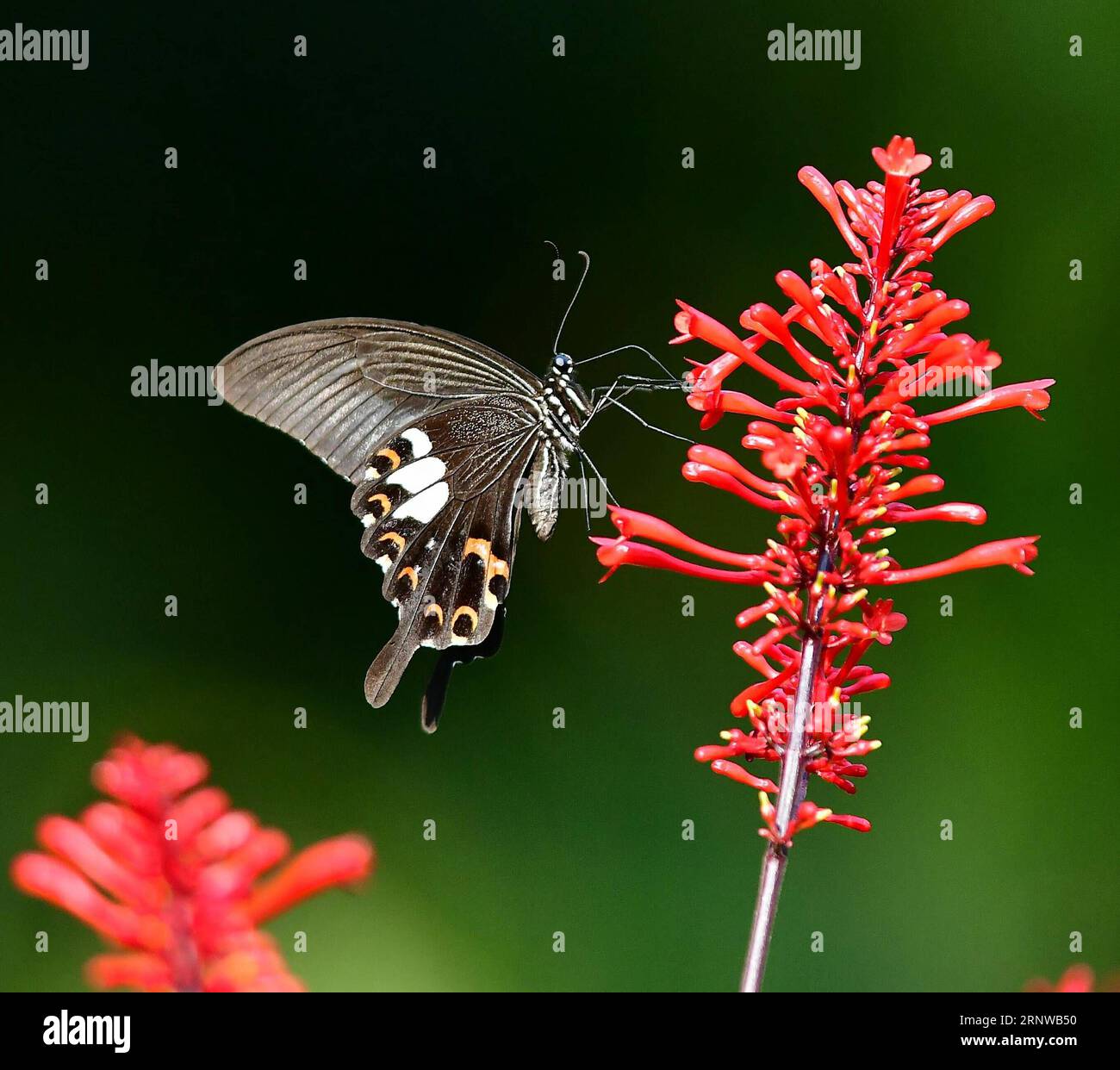 (171212) -- FUZHOU, 12. Dezember 2017 -- Ein Schmetterling wird im Fuzhou National Forest Park in Fuzhou, der Hauptstadt der südöstlichen chinesischen Provinz Fujian, am 11. Dezember 2017 unter Blumen gesehen. ) (Xzy) CHINA-FUZHOU-LANDSCAPE-BUTTERFLY (CN) MeixYongcun PUBLICATIONxNOTxINxCHN Stockfoto