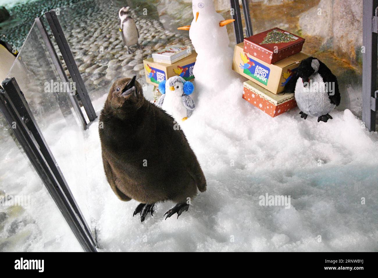 (171213) -- SINGAPUR, 13. Dezember 2017 -- die zweimonatige King Pinguin Chick Maru wird am 13. Dezember 2017 im Jurong Bird Park in Singapur gesehen. Maru ist der erste neugeborene Königspinguin im Park seit fast 10 Jahren. (psw) SINGAPUR-JURONG VOGEL PARK-KÖNIG PINGUIN KÜKEN ThenxChihxWey PUBLICATIONXNOTXINXCHN Stockfoto