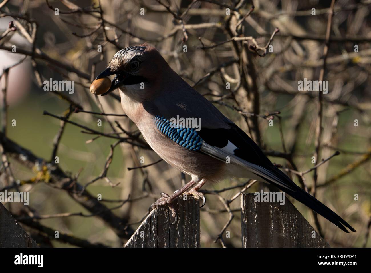 Garrulus glandarius Gattung Garrulus Familie Corvidae Eurasischer Jay wilde Natur Vogelfotografie, Bild, Tapete fressende Eichel Stockfoto