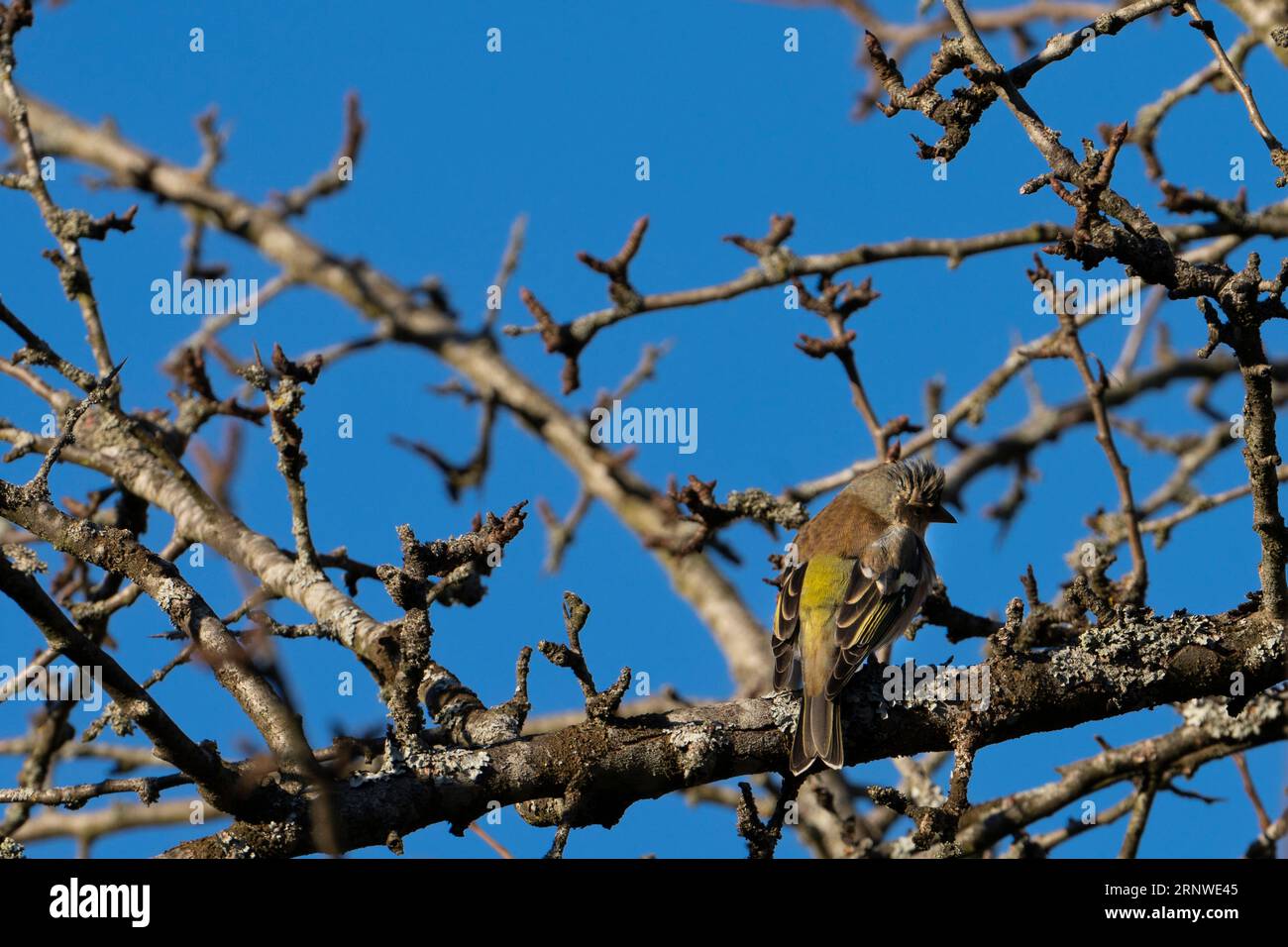 Fringilla coelebs Familie Fringillidae Gattung Fringilla gewöhnlicher Kapriolen auf Apfelbaum, wilde Natur Vogelbild, Fotografie, Tapete Stockfoto