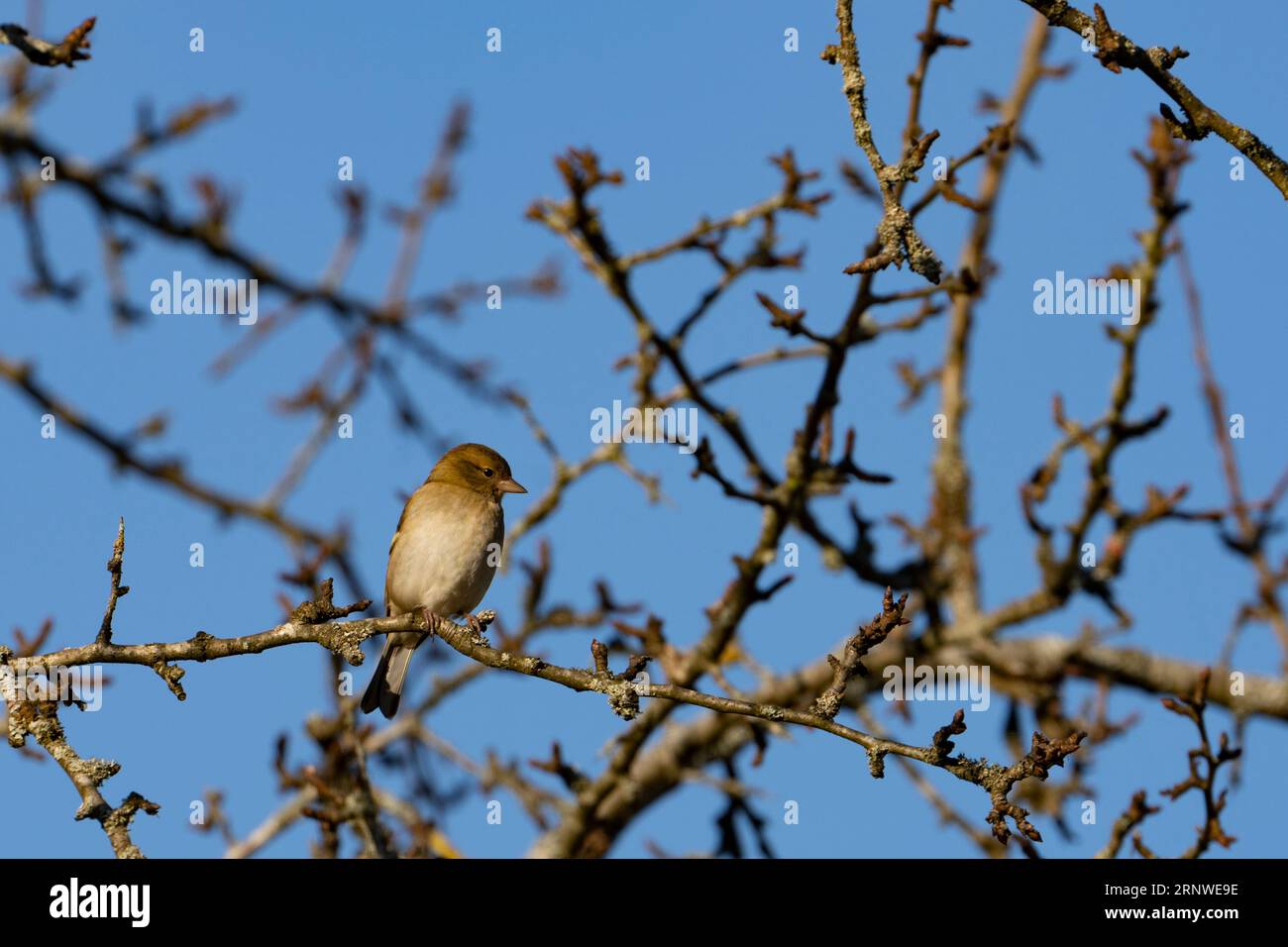 Fringilla coelebs Familie Fringillidae Gattung Fringilla gewöhnlicher Kapriolen auf Apfelbaum, wilde Natur Vogelbild, Fotografie, Tapete Stockfoto