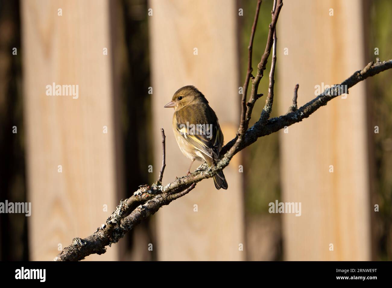 Fringilla coelebs Familie Fringillidae Gattung Fringilla gewöhnlicher Kapriolen auf Apfelbaum, wilde Natur Vogelbild, Fotografie, Tapete Stockfoto