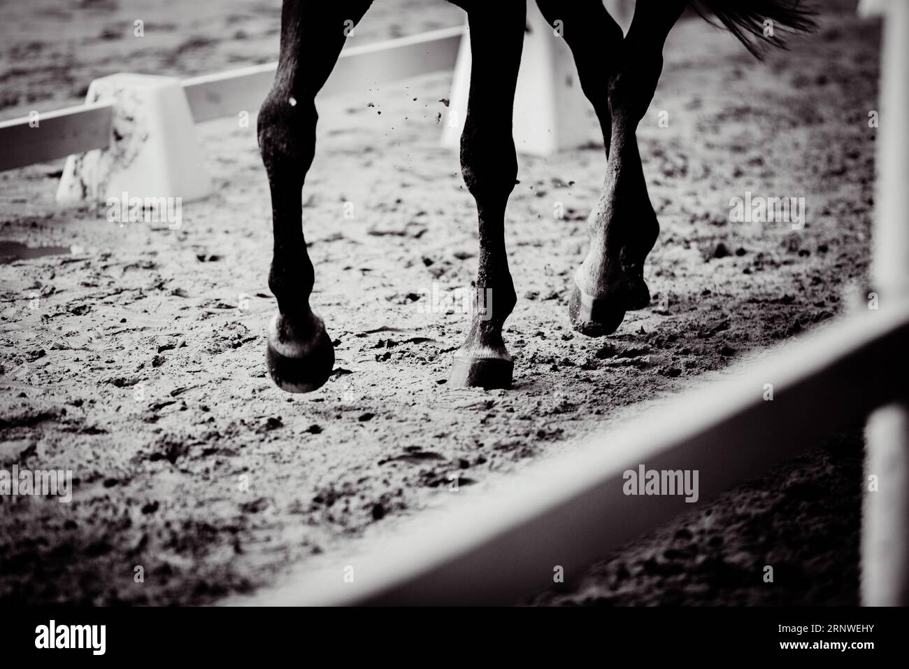 Auf dem schwarz-weißen Foto galoppiert ein Pferd schnell über eine Sandarena für Pferderennwettbewerbe. Die Anmut des Reitsports. S Stockfoto