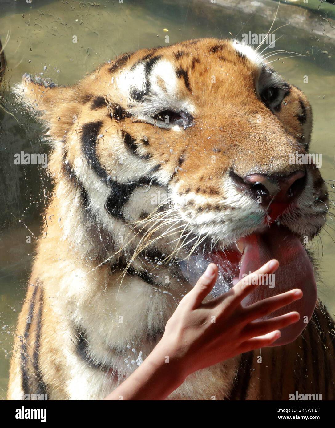 (171221) -- MALABON CITY, 21. Dezember 2017 -- Ein bengalischer Tiger versucht während der Animal Christmas Party im Malabon Zoo in Malabon City, Philippinen, 21. Dezember 2017, die Hand eines Jungen hinter Glas zu lecken. Der Malabon Zoo feierte die Animal Christmas Party, indem er Kindern eine Tour durch den Zoo mit Tieren mit Santa-Hüten behandelte. ) (Zxj) PHILIPPINEN-MALABON CITY-TIER WEIHNACHTSFEIER ROUELLExUMALI PUBLICATIONxNOTxINxCHN Stockfoto