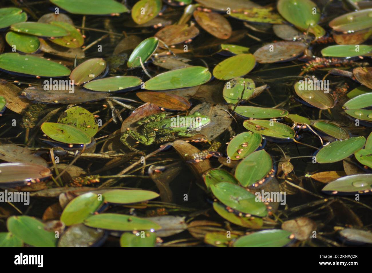 Hellgrüner Sumpffrosch (Phlophylax ridibundus) im Naturschutzgebiet Top Hill Low, East Yorkshire, England Stockfoto