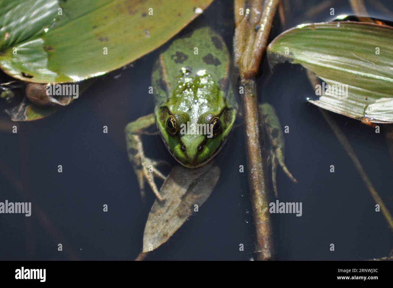 Hellgrüner Sumpffrosch (Phlophylax ridibundus) im Naturschutzgebiet Top Hill Low, East Yorkshire, England Stockfoto