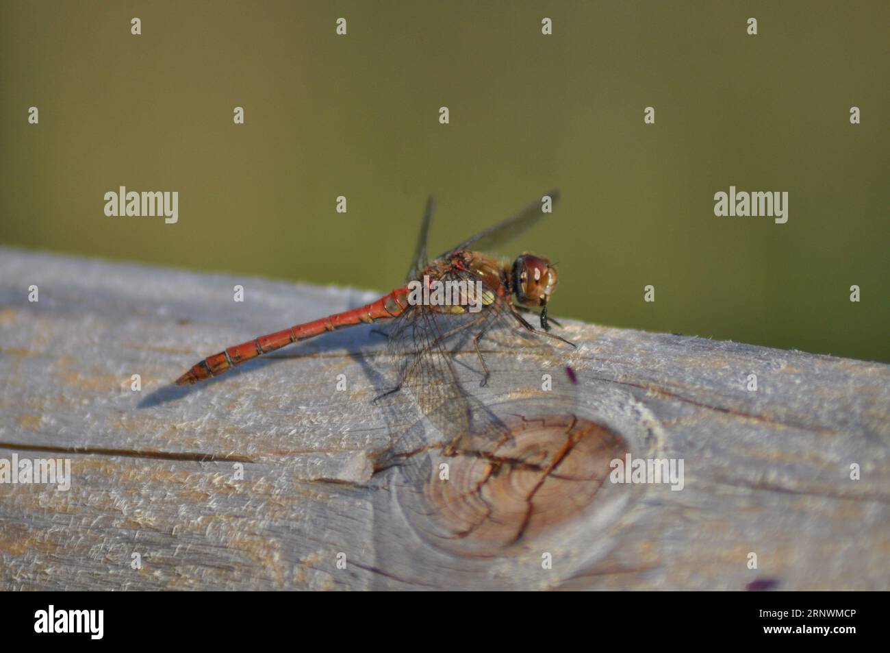 Eine orange Damselfliege auf Holz mit weit geöffneten Flügeln Stockfoto