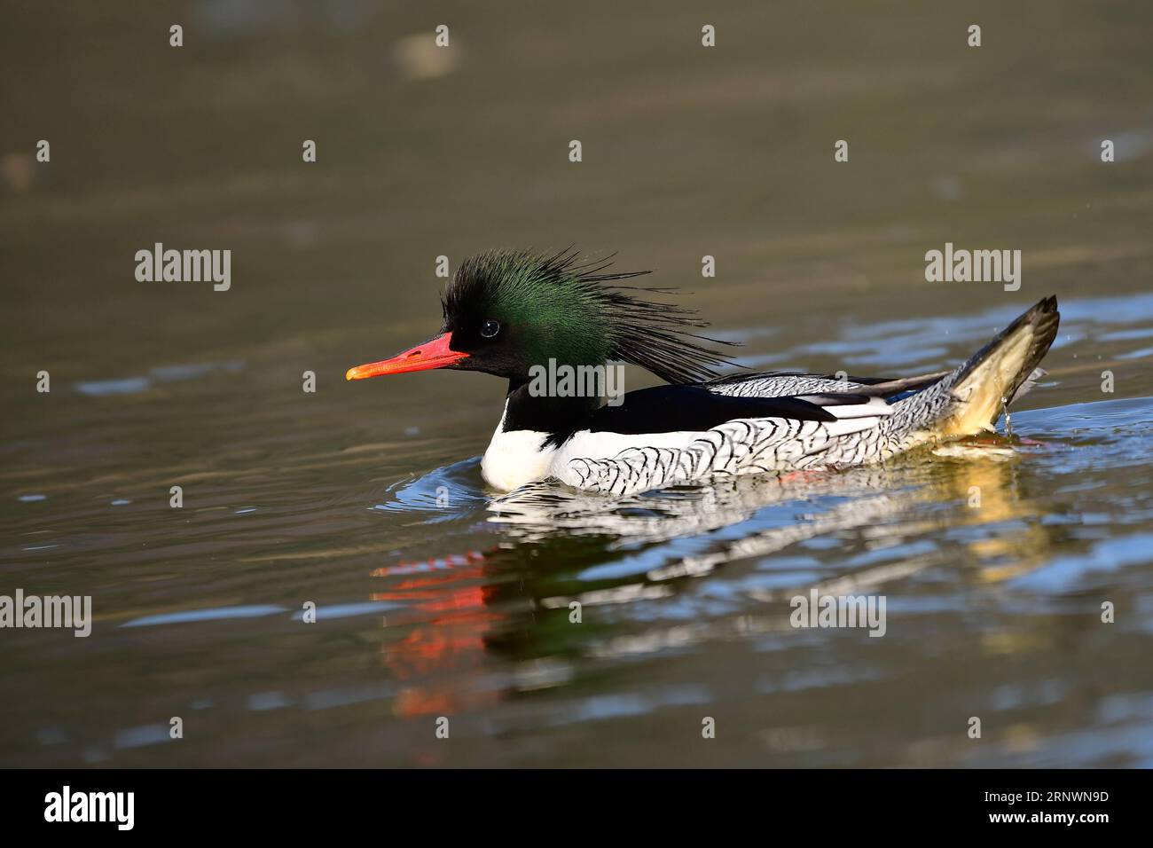 (171226) -- WUYUAN, 26. Dezember 2017 -- Ein chinesischer Merganser wird im Fluss Xingjiang im Dorf Shijian, Kreis Wuyuan, ostchinesische Provinz Jiangxi, 25. Dezember 2017 gesehen. Das Wuyuan County ist heute ein beliebtes Reiseziel für chinesische Merganser, die im Winter hierher kommen.) (wyo) CHINA-JIANGXI-WUYUAN-CHINESE MERGANSER (CN) MeixYongcun PUBLICATIONxNOTxINxCHN Stockfoto