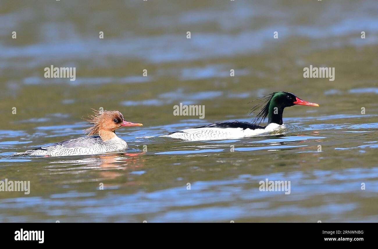 (171227) -- WUYUAN, 27. Dezember 2017 -- Chinesische Merganser schwimmen im Fluss Xingjiang im Dorf Shijian, Kreis Wuyuan, ostchinesische Provinz Jiangxi, 25. Dezember 2017. Wuyuan County ist heute ein beliebtes Reiseziel für chinesische Merganser, die im Winter leben.) (Ry) CHINA-JIANGXI-WUYUAN-CHINESE MERGANSER (CN) MeixYongcun PUBLICATIONxNOTxINxCHN Stockfoto