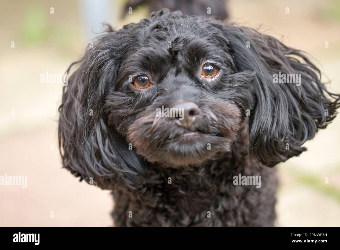Mans besten Freund Stockfoto