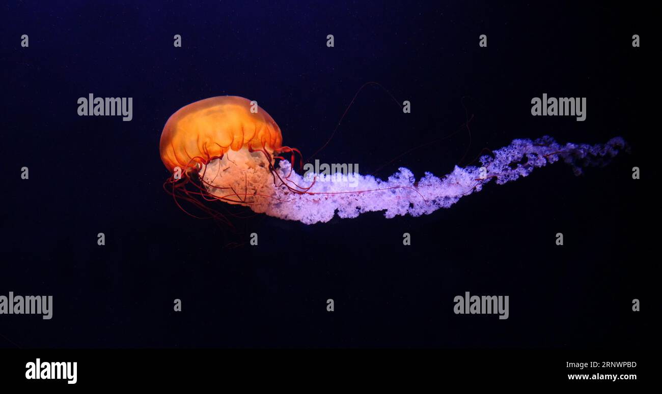 Schwarze Quallen oder Schwarzmeerkessel, Pazifik, Chrysaora achlyos, Meerwasser Aquarium in Frankreich Stockfoto