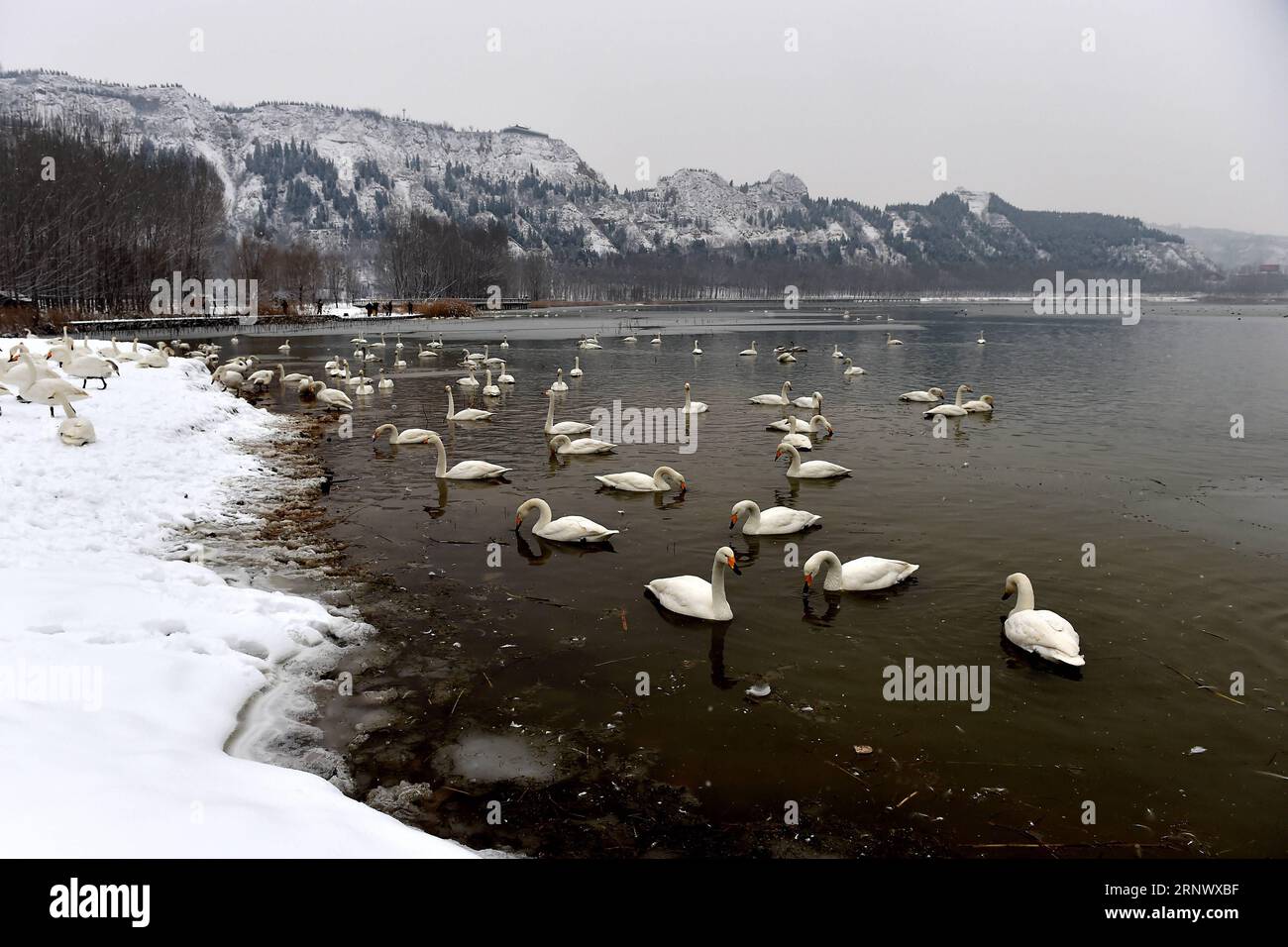 (180104) -- PINGLU, 4. Januar 2018 -- Schwäne werden im Yellow River Wetland im Pinglu County, nordchinesische Provinz Shanxi, 4. Januar 2018 gesehen. ) (Yxb) CHINA-SHANXI-SNOW-SWAN (CN) ZhanxYan PUBLICATIONxNOTxINxCHN Stockfoto