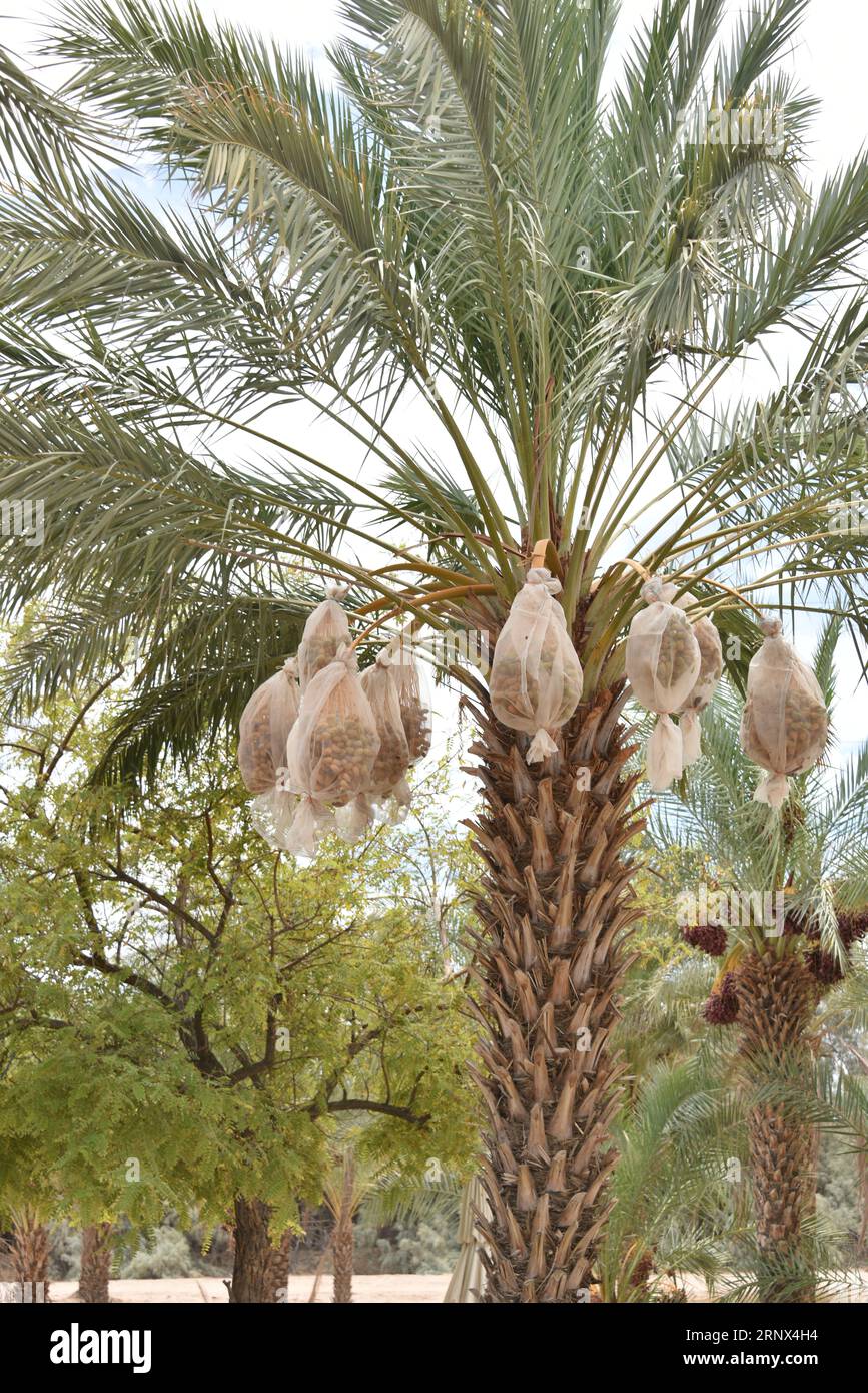 Yuma, AZ USA. 14.03.2023. Martha’s Gardens Medjool Date Farm wurde 1990 von Nels Rogers und seiner Frau Martha gegründet. Stockfoto