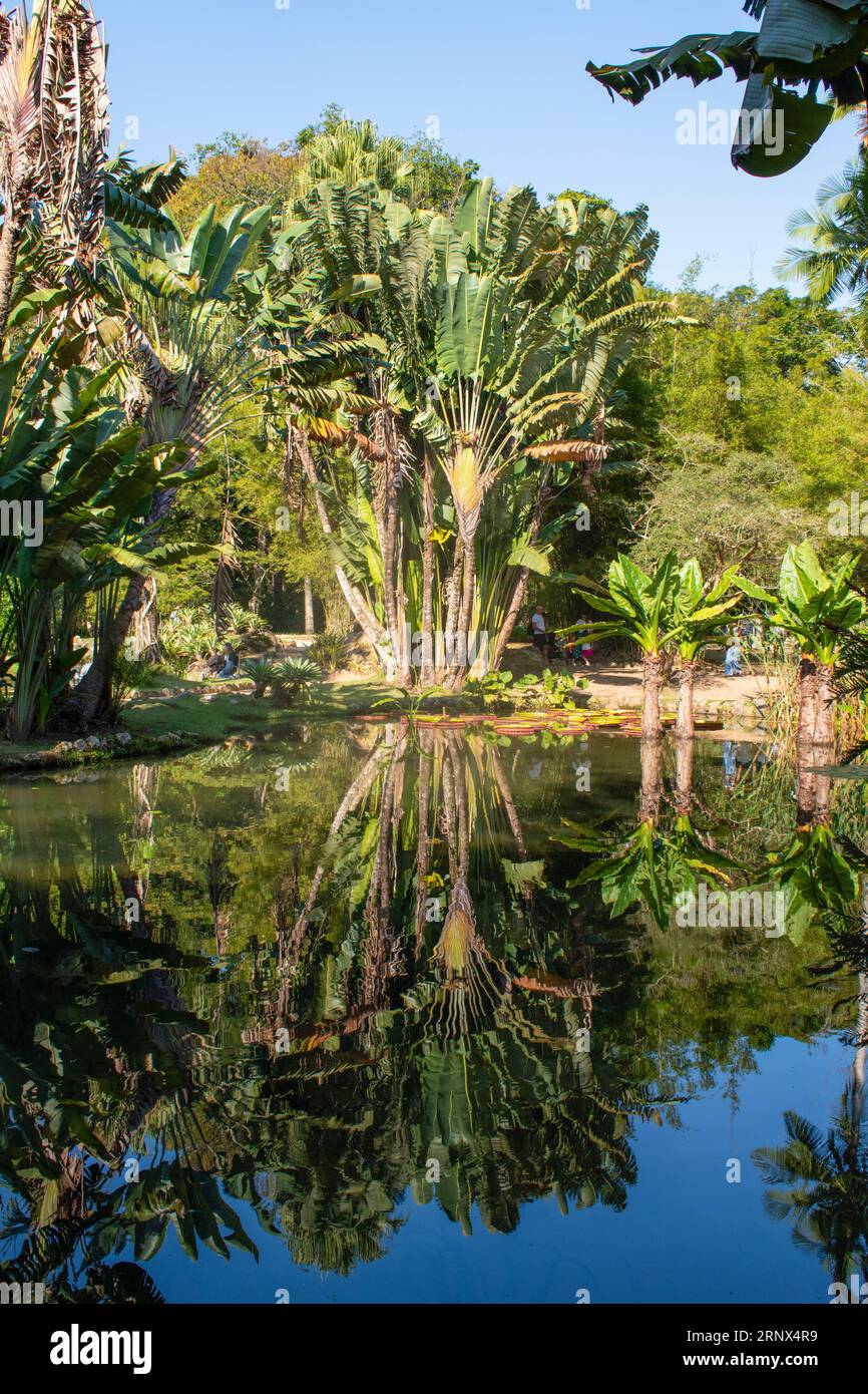 Brasilien: Spaziergang im Botanischen Garten Rio de Janeiro, gegründet 1808 von König Johann VI. Von Portugal. Tropische und subtropische Pflanzen und Bäume Stockfoto