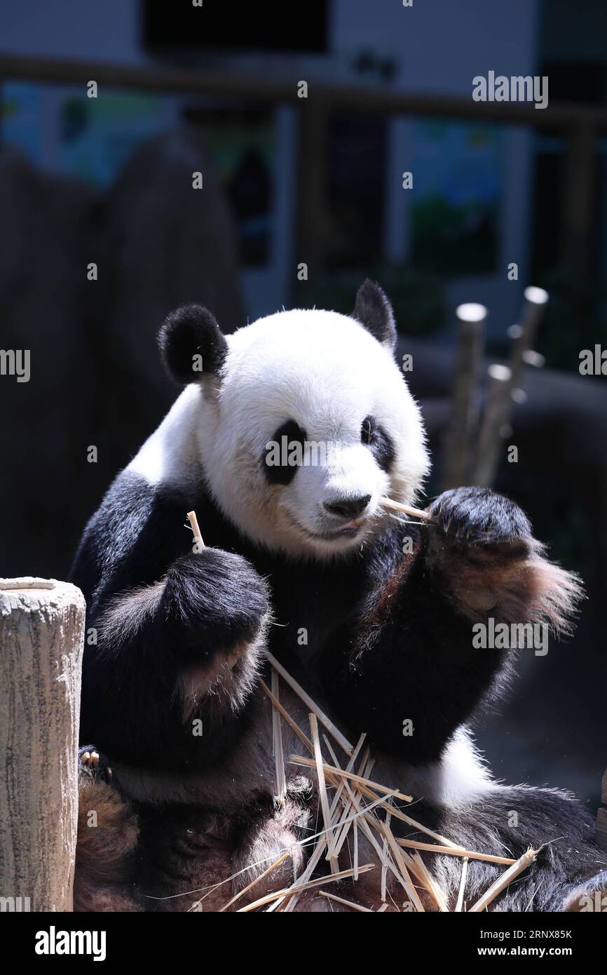 (180117) -- KUALA LUMPUR, 17. Januar 2018 -- Foto aufgenommen am 17. Januar 2018 zeigt den männlichen Riesenpanda Xing Xing, Vater des neugeborenen Riesenpandas im Zoo Negara bei Kuala Lumpur, Malaysia. Liang Liang, die Frau Riesenpanda, die von China an Malaysia geliehen wurde, hat einen zweiten Baby-Riesenpanda zur Welt gebracht, sagte ein hochrangiger malaysischer Beamter am Mittwoch. Der Baby-Panda wurde am 14. Januar im nationalen Zoo mit einem Gewicht von 150 Gramm geboren, 89 Tage nach den Eltern. Xing Xing und Liang Liang paarten sich. ) (swt) MALAYSIA-CHINA-BABY PANDA ZhuxWei PUBLICATIONxNOTxINxCHN Stockfoto