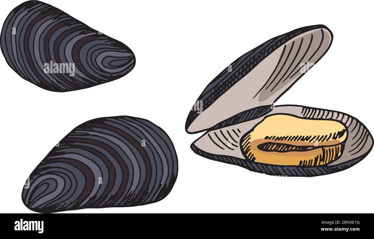 Austernzeichnung. Offene und geschlossene Schalen. Meeresfrüchte-Skizze Stock Vektor