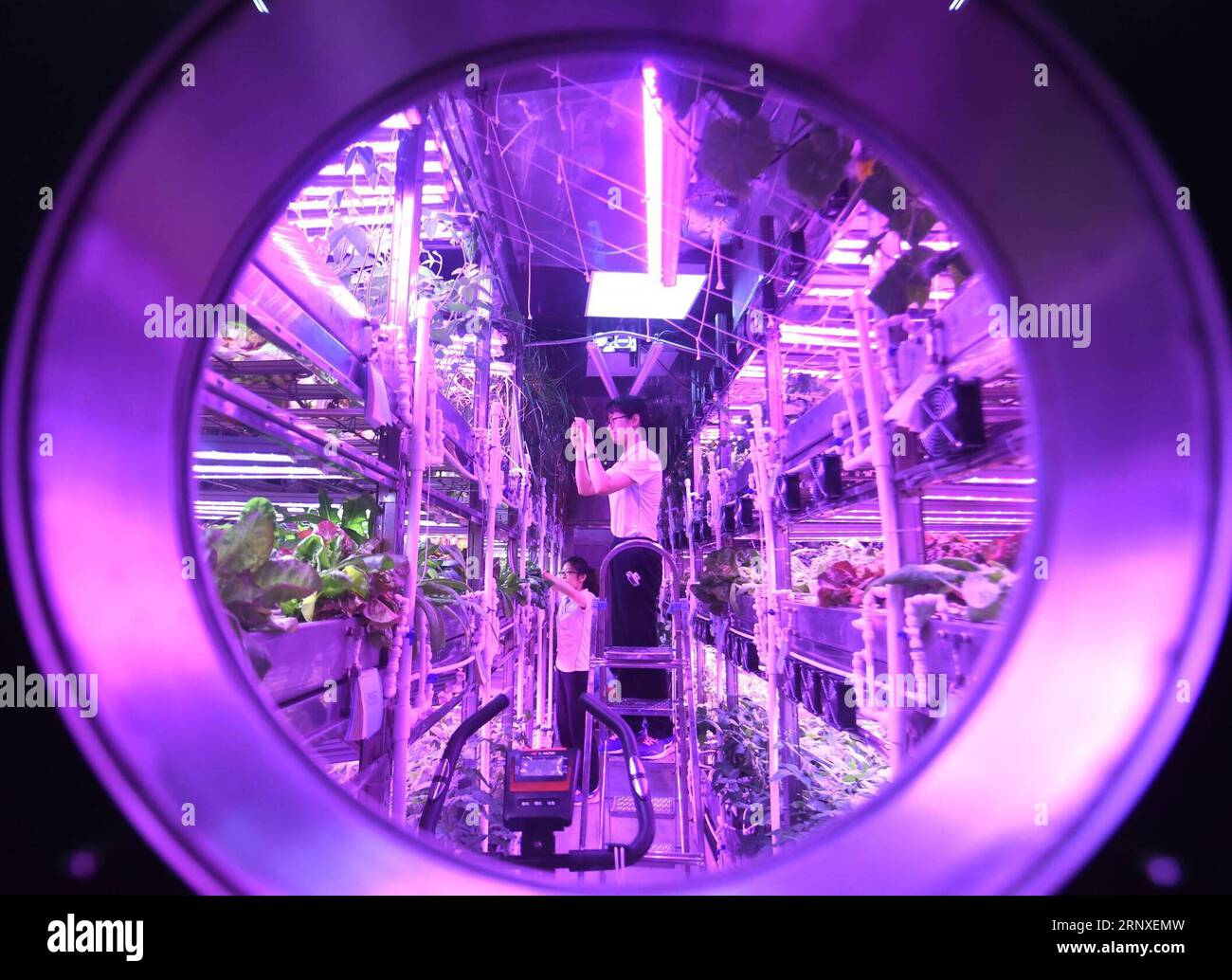 (180126) -- PEKING, 26. Januar 2018 -- Freiwillige arbeiten in der Kabine der Beihang-Universität in Peking, 26. Januar 2018. Zwei männliche und zwei weibliche Studenten von der Beihang University, der zweiten Gruppe von Freiwilligen, die in Yuegong-1, auch bekannt als Lunar Palace 1, übernachteten, vollendeten die zweite Phase des 365-tägigen Experiments am Freitag und stellten einen Weltrekord für den längsten Aufenthalt in einer abgeschlossenen Kabine auf. Die erste Gruppe von Freiwilligen, die zuvor 60 Tage in der Kabine verbracht hatte, trat wieder in die Kabine ein, um die zweite Gruppe zu ersetzen, und begann die dritte und letzte Phase, die 105 Tage dauern wird. Der Exp Stockfoto