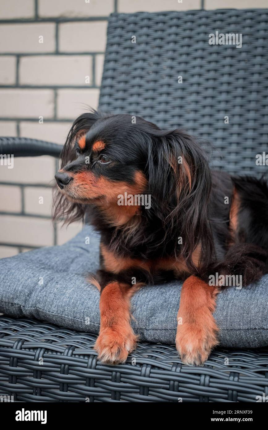 Russischer Spielzeugterrier Happy Dog Stockfoto