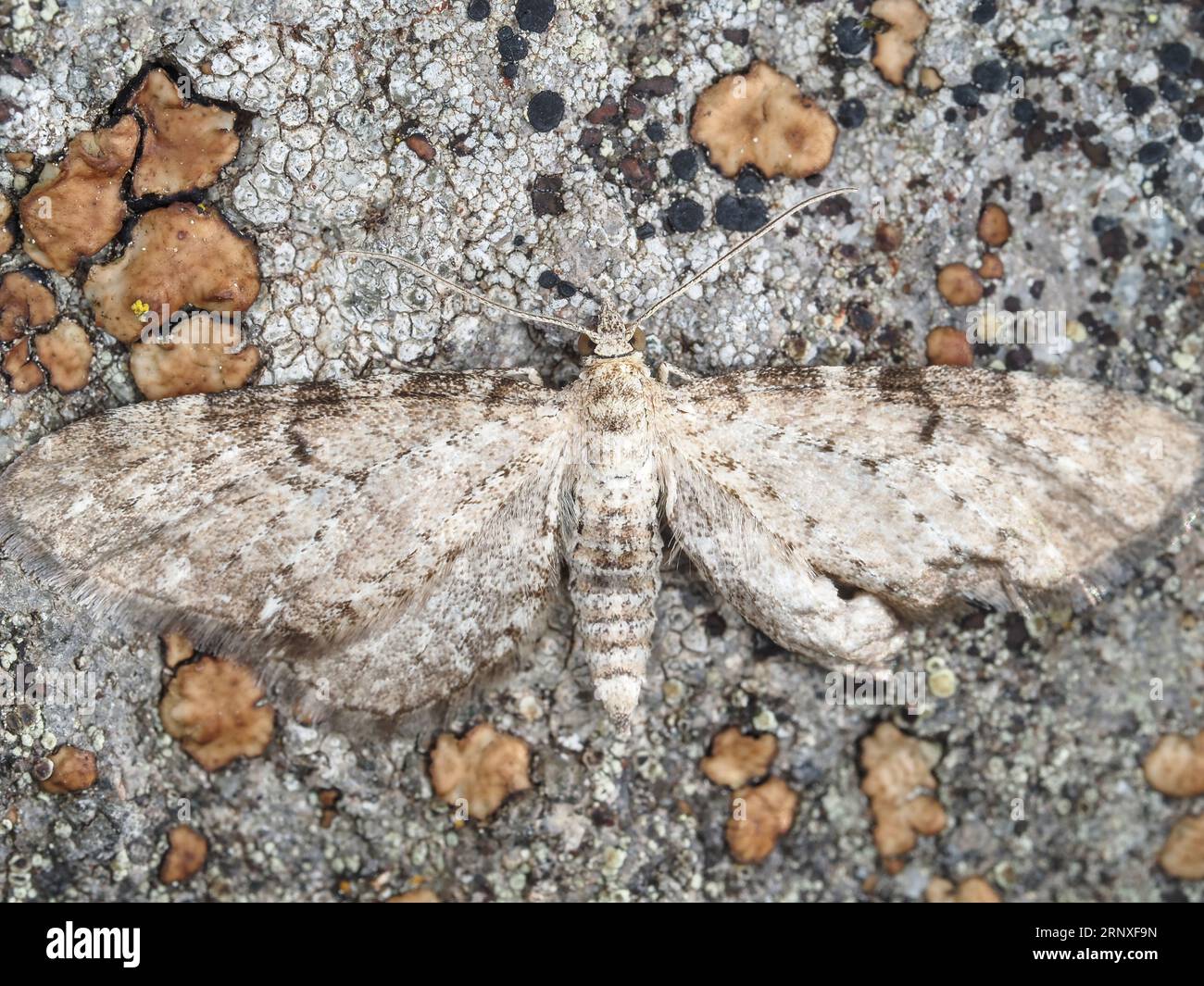 Motte (identifiziert als Eupithecia sp.) Unter den Flechten im Bundesstaat Oregon, USA Stockfoto