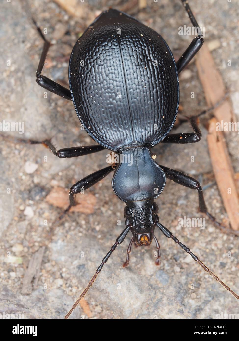 Ein Käfer, identifiziert als Scaphinotus sp. Mit einem kleinen Milben-Käfer-Makro Stockfoto
