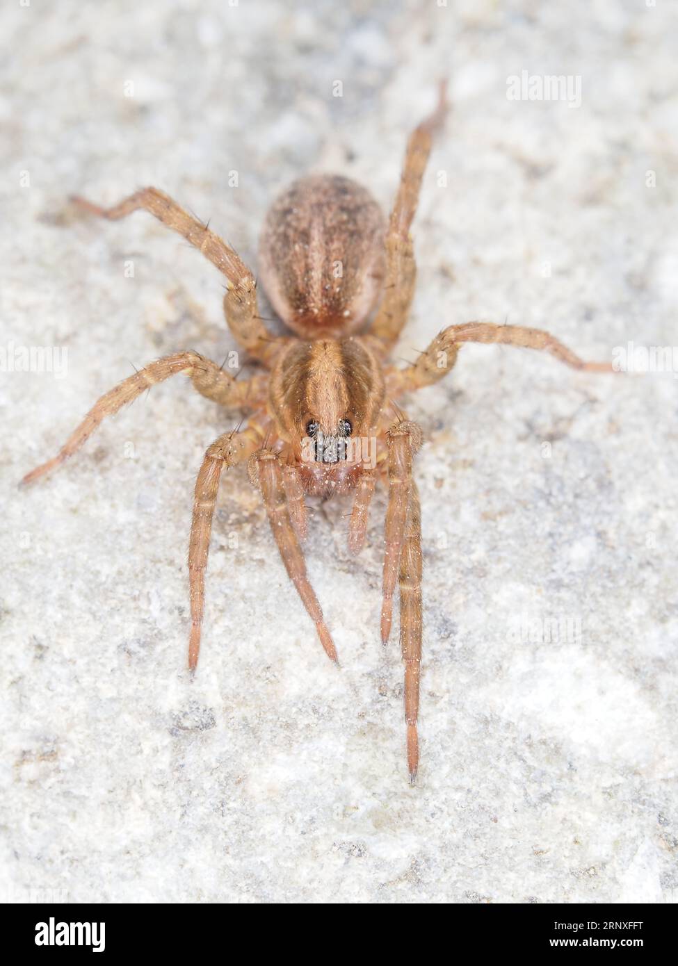Spider identifiziert als Trochosa sp. - Wolfsspinnenmakro Stockfoto