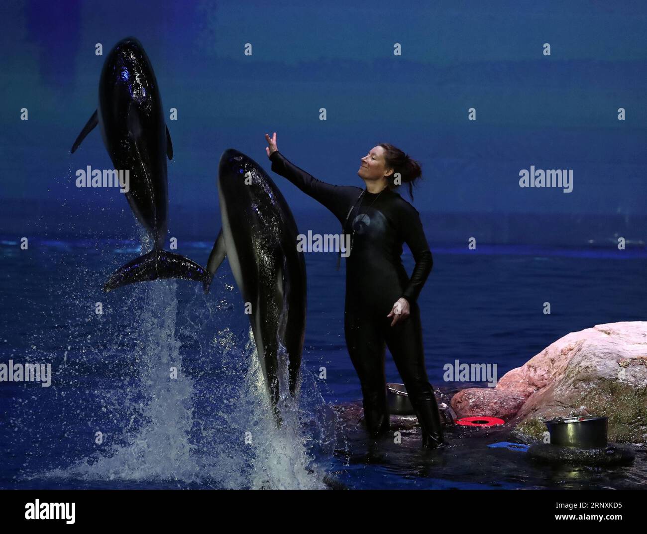 (180203) -- CHICAGO, 3. Februar 2018 -- Ein Stab spielt am 2. Februar 2018 mit Delfinen im Shedd Aquarium in Chicago, USA. Das Aquarium beherbergt 32.000 Tiere und zieht jedes Jahr fast 2 Millionen Besucher an. ) (zcc) U.S.-CHICAGO-SHEDD AQUARIUM WangxPing PUBLICATIONxNOTxINxCHN Stockfoto