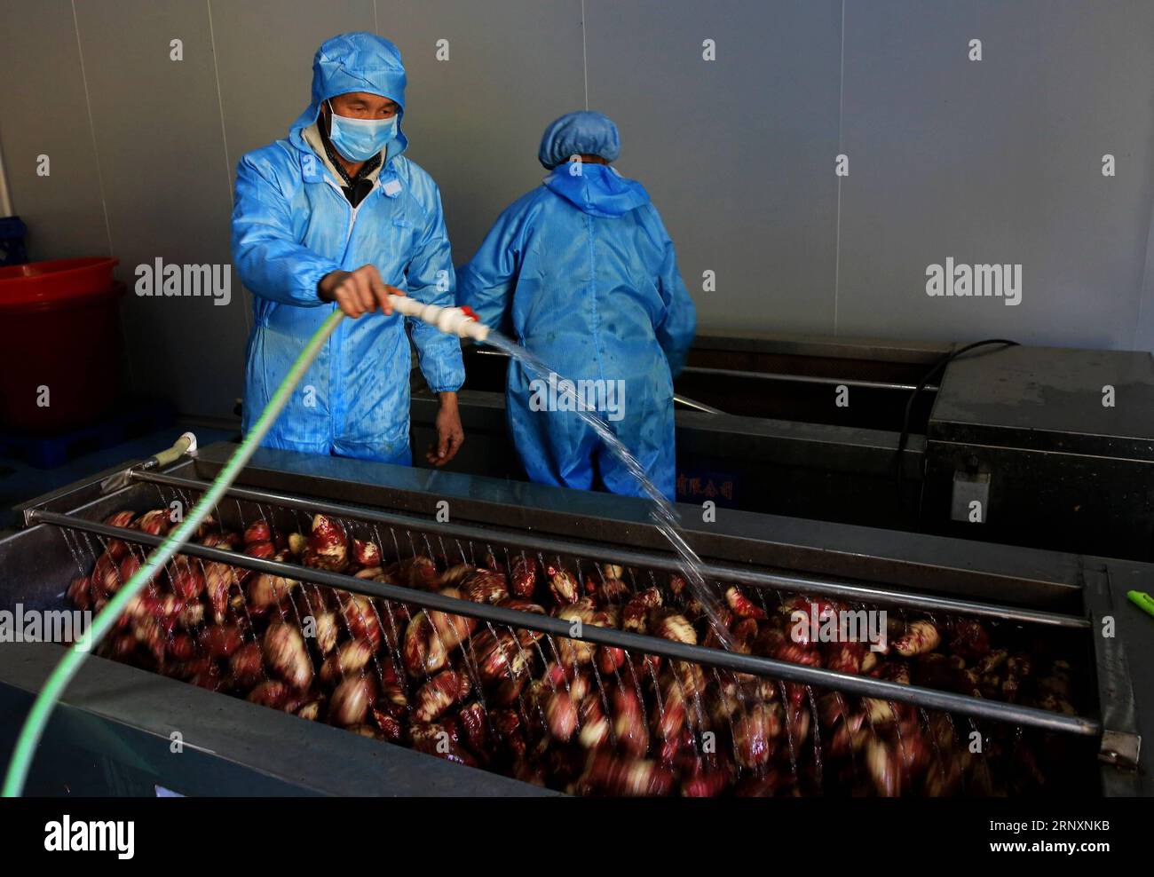 (180207) -- RONGSHUI, 7. Februar 2018 -- Arbeiter reinigen Süßkartoffeln in einer Fabrik im Eigentum von Shi Qiuxiang im Dorf Shuidong, Miao Autonomous County of Rongshui, südchinesische autonome Region Guangxi Zhuang, 5. Februar 2018. Shi Qiuxiang begann 2013 ihr Online-Geschäft in der Heimatstadt. Sie lernte zufällig eine Art Süßkartoffel kennen, die in Gebieten in großer Höhe gepflanzt wurde, und beschloss, ihr Geschäft zu entwickeln. Mit ihrer erfolgreichen Erfahrung förderte Shi ihre Art, Süßkartoffeln zu Pflanzen, in mehr als 1.000 Haushalten, die 2017 in Armut lebten. Nach einjähriger harter Arbeit wird die Jahresproduktion der pl Stockfoto