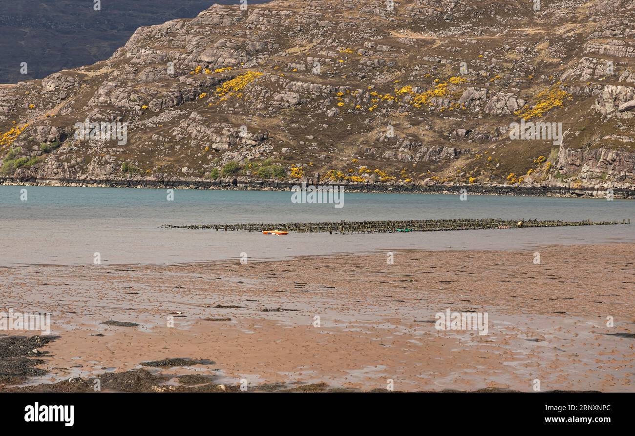 Die Fischzucht in den Seeblöchern Schottlands ist exponiert, weil die Flut ausgeht Stockfoto