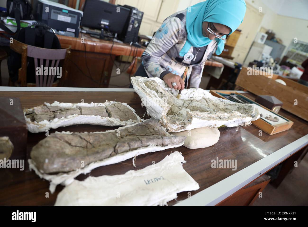 (180207) -- MANSOURA (ÄGYPTEN), 7. Februar 2018 -- Ein Forscher vom Zentrum für Wirbeltierpaläontologie der Mansoura University (MUVP) arbeitet am 6. Februar 2018 an Felsfossilien von Mansourasaurus in Mansoura, Ägypten. Die ägyptische Entdeckung von Überresten eines alten Dinosauriers in seiner westlichen Wüste zeigt eine Verbindung zwischen Afrika und Europa in der späten Kreidezeit vor etwa 80 Millionen Jahren, sagten Experten am Mittwoch. ÄGYPTEN-MANSOURA-DINOSAURIER-ENTDECKUNG AhmedxGomaa PUBLICATIONxNOTxINxCHN Stockfoto