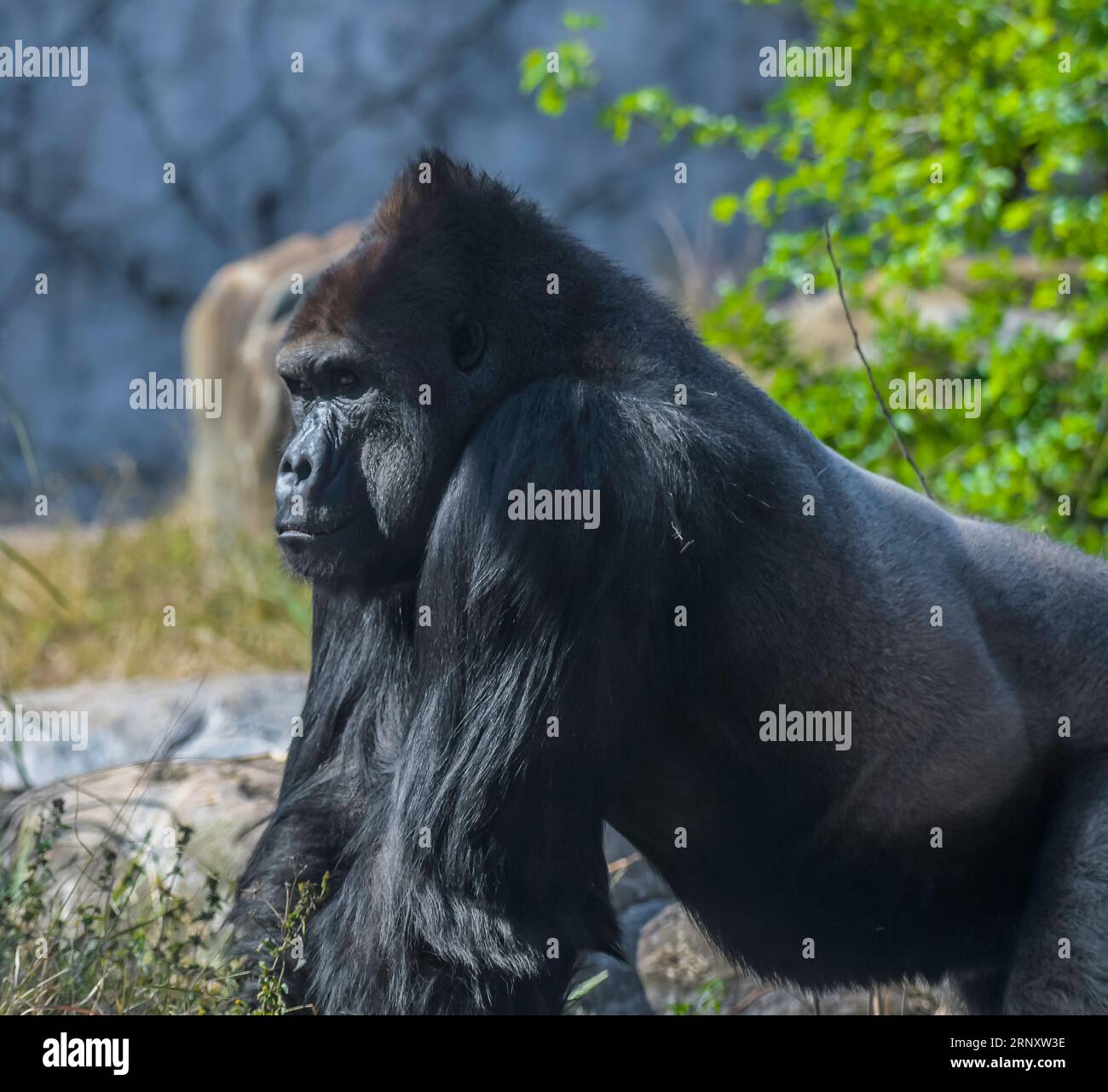 Ein isolierter und einsamer Silberrückengorilla im Zoo Stockfoto