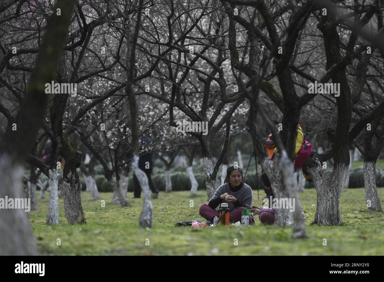 (180224) -- HANGZHOU, 24. Februar 2018 -- Touristen sehen Pflaumenblumen im Hangzhou Botanischen Garten in Hangzhou, Hauptstadt der ostchinesischen Provinz Zhejiang, 23. Februar 2018. Die Pflaumenbäume hier sind in letzter Zeit in die Blütezeit eingetreten. ) (wyo) CHINA-ZHEJIANG-HANGZHOU-PFLAUMENBLÜTE (CN) HuangxZongzhi PUBLICATIONxNOTxINxCHN Stockfoto