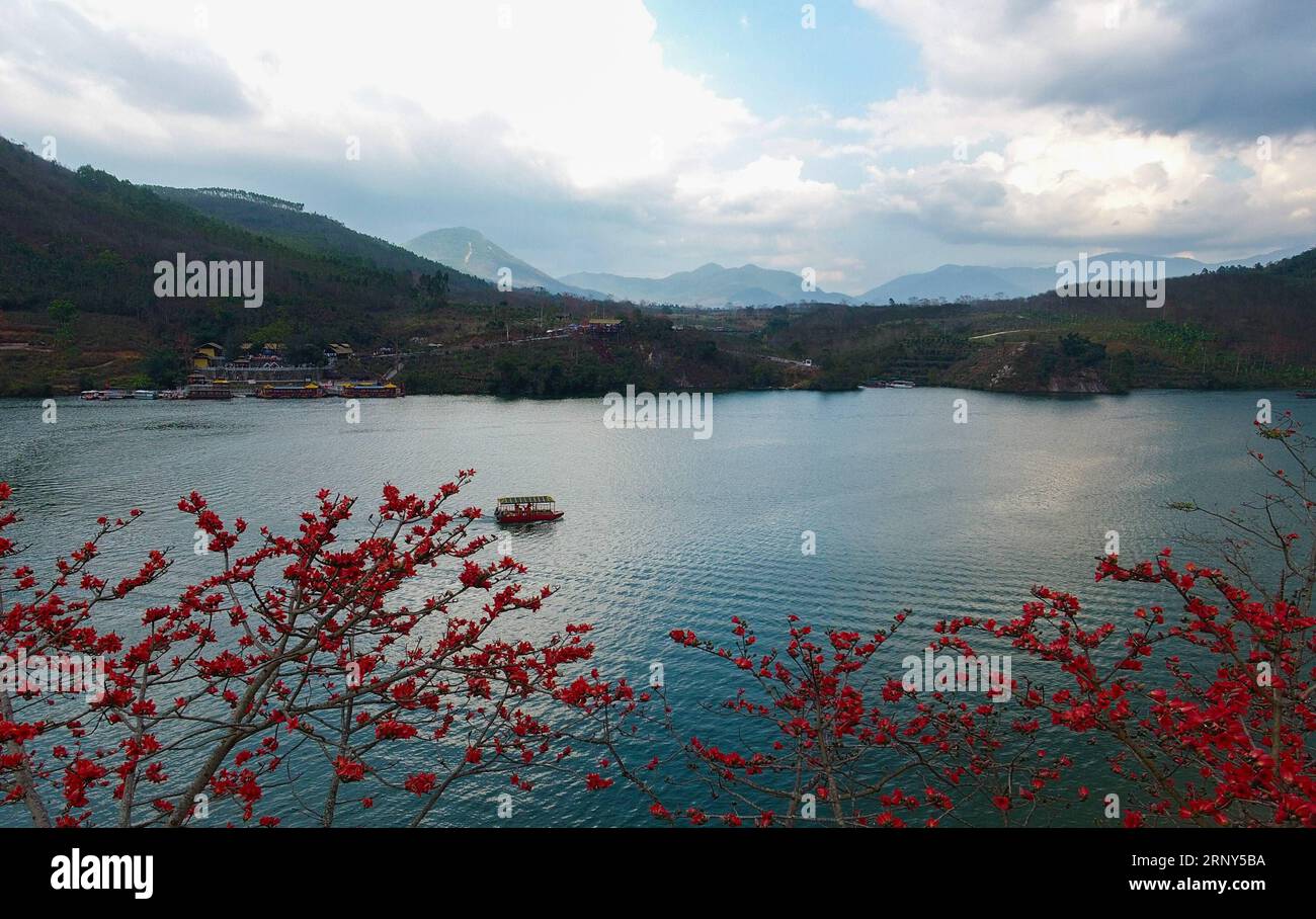 (180228) -- CHANGJIANG, 28. Februar 2018 -- Kapokblumen blühen am Changhua Fluss in Changjiang Li Autonomous County, Südchinesische Provinz Hainan, 26. Februar 2018. ) (Ry) CHINA-HAINAN-KAPOK FLOWERS (CN) YangxGuanyu PUBLICATIONxNOTxINxCHN Stockfoto