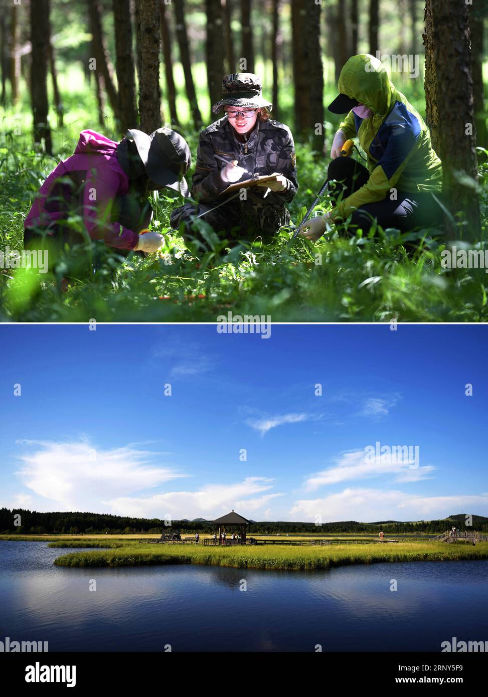 (180228) -- PEKING, 28. Februar 2018 -- kombiniertes Foto zeigt Mitarbeiter, die Daten im Saihanba-Wald sammeln, 12. Juli 2017 (up) und Touristen, die das Qixing Lake Scenic Area des Saihanba State Forest Park in der nordchinesischen Provinz Hebei besuchen, 11. Juli 2017. Die jährlichen politischen Sitzungen des Nationalen Volkskongresses (NPC) und des Nationalen Komitees der Politischen Konsultativkonferenz des chinesischen Volkes (CPPCC) sollen im März 2018 stattfinden. In den beiden Sitzungen werden die Entwicklungsagenden überprüft und diskutiert und Schlüsselpolitiken verabschiedet. Jahr 2018 Mark t Stockfoto