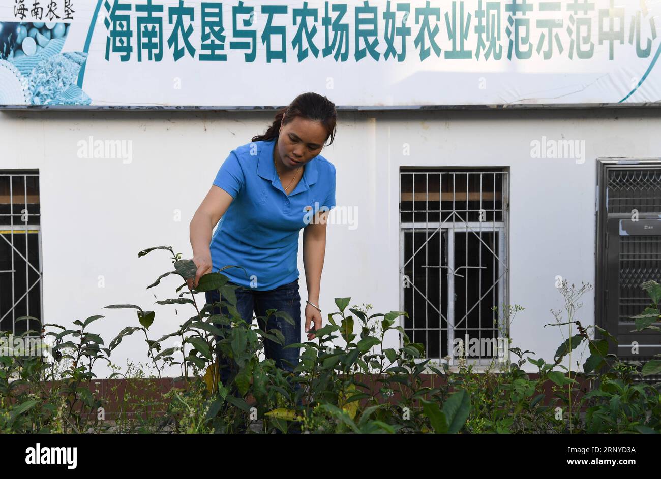 (180312) -- PEKING, 12. März 2018 -- Fu Xiaoqin, ein Abgeordneter des 13. Nationalen Volkskongresses Chinas (NPC) aus der Provinz Hainan, prüft das Wachstum von Tee in einer Teefabrik in Qiongzhong, Provinz Hainan, 24. Februar 2018. Fu Xiaoqin, der in einer Teefabrik der Hainan State Farms Wuzhishan Tea Group Co., Ltd arbeitet, ist seit 18 Jahren in der Teeverarbeitung tätig. Als Teambegleiterin in ihrem Unternehmen übernimmt sie die Leitung bei der Entwicklung einer Reihe neuer Teeprodukte mit ihren Kollegen. Die ständigen Innovationen ihres Teams haben zur Entwicklungsstrategie der Teefabrik beigetragen Stockfoto