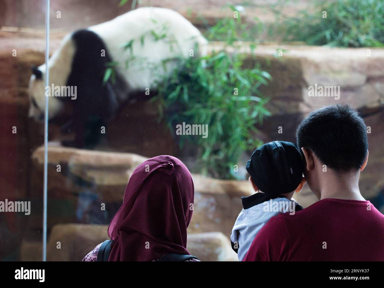 (180324) -- BOGOR, 24. März 2018 -- Touristen schauen sich den riesigen Panda Huchun bei Taman Safari Indonesia in Togor, Indonesien, 24. März 2018 an. Ein Paar riesiger Pandas Caitao und Huchun sind zu einem der Ikonen des indonesischen Tierparks geworden und haben die Aufmerksamkeit der Indonesier seit ihrer Ankunft im letzten September auf sich gezogen. ) (srb) INDONESIA-BOGOR-RIESE PANDA DuxYu PUBLICATIONxNOTxINxCHN Stockfoto