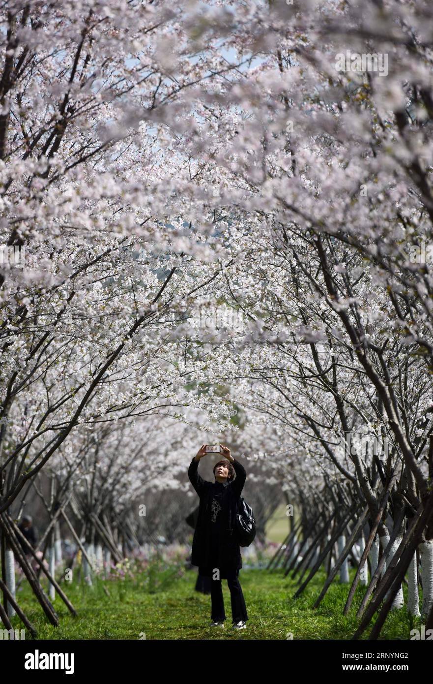 (180328) -- TAIZHOU, 28. März 2018 -- Ein Tourist macht Fotos von Kirschblüten in Taizhou, ostchinesische Provinz Zhejiang, 28. März 2018. ) (Yxb) CHINA-ZHEJIANG-FRÜHLING LANDSCHAFT(CN) YinxBogu PUBLICATIONxNOTxINxCHN Stockfoto