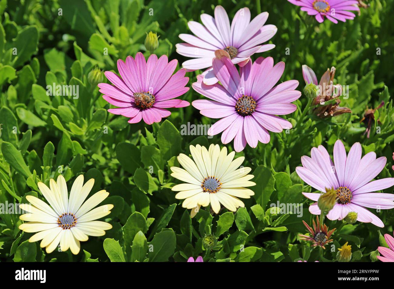 Buntes afrikanisches Gänseblümchen Stockfoto