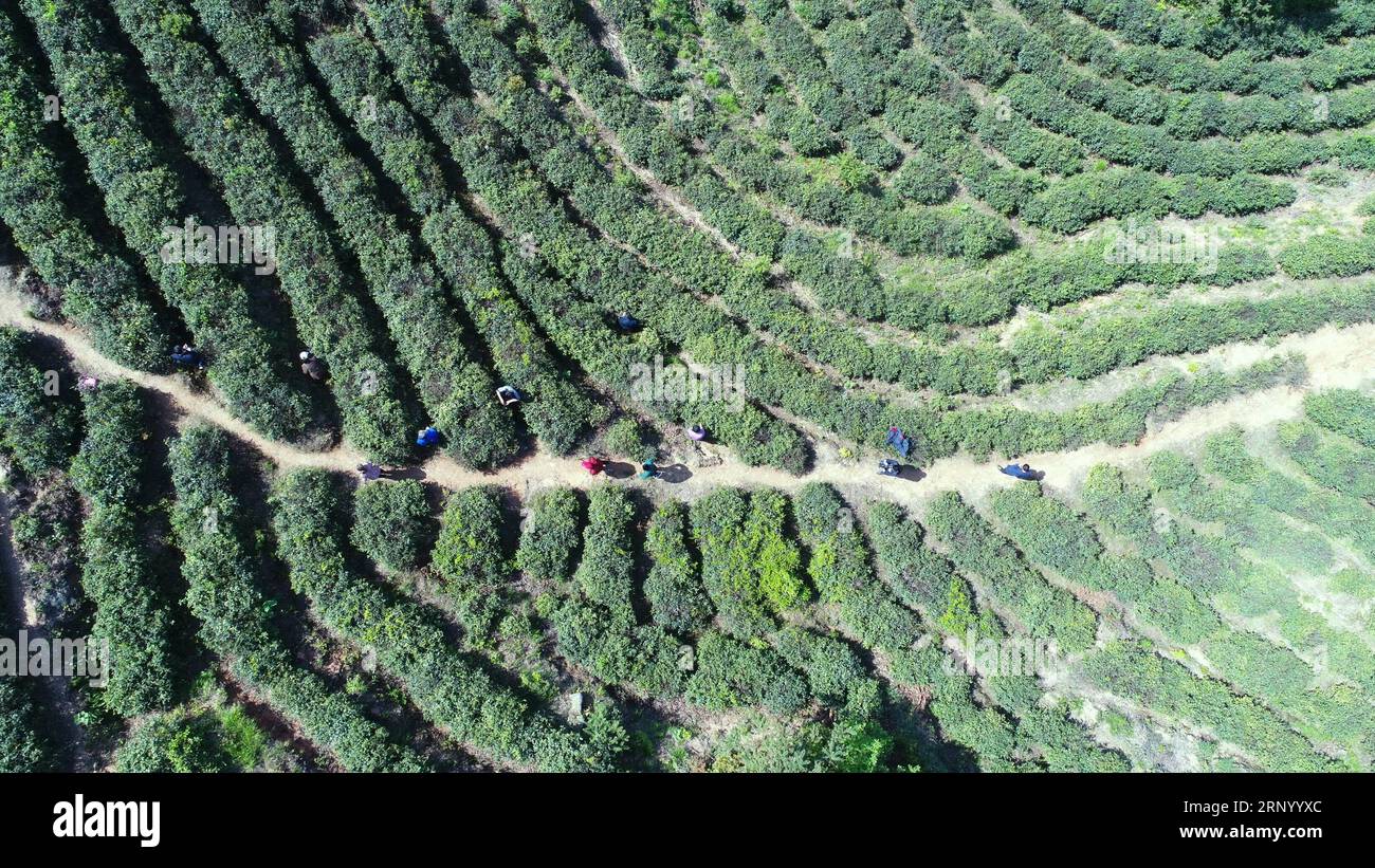 (180410) -- NANCHANG, 10. April 2018 -- Luftaufnahme, aufgenommen am 10. April 2018, zeigt Bauern, die im Teegarten im Dorf Makou im Bezirk Wanli in der Stadt Nanchang arbeiten, der Hauptstadt der ostchinesischen Provinz Jiangxi. Der Teegarten in diesem Dorf mit einer Fläche von 1.000 Mu (67 Hektar) wurde von einem kargen Berg umgestaltet. Dank der Teeindustrie ist das jährliche Pro-Kopf-Einkommen der Dorfbewohner um 3.000 Yuan (477 US-Dollar) gestiegen. ) (Xzy) CHINA-NANCHANG-TEE-PRODUKTION (CN) ZhouxMi PUBLICATIONxNOTxINxCHN Stockfoto