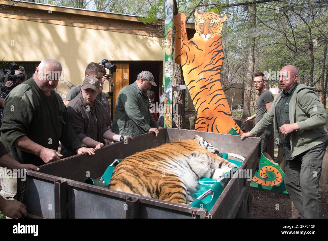 Bilder des Tages (180418) -- SZEGED, 18. April 2018 -- der 13-jährige sibirische Tiger Igor wird am 18. April 2018 vor der Behandlung seines Hüftgelenks mit einem Stammzellverfahren in Szeged, Südungarn, gesehen. Igor wurde mit einem neuen Lipogems-Verfahren behandelt, das bereits erfolgreich zur Behandlung von menschlichen Gelenken in Ungarn eingesetzt wurde. Der Prozess heilt die verletzten Gelenke mit einem Gewebe aus dem patienteneigenen Fettgewebe, das regenerative Stammzellen enthält. Igor ist der weltweit erste sibirische Tiger, der mit dem Lipogems-Selbstzellverfahren behandelt wird. ) (ZJL) UNGARN-SZEGED-TIGER-STAMMZELLE Stockfoto