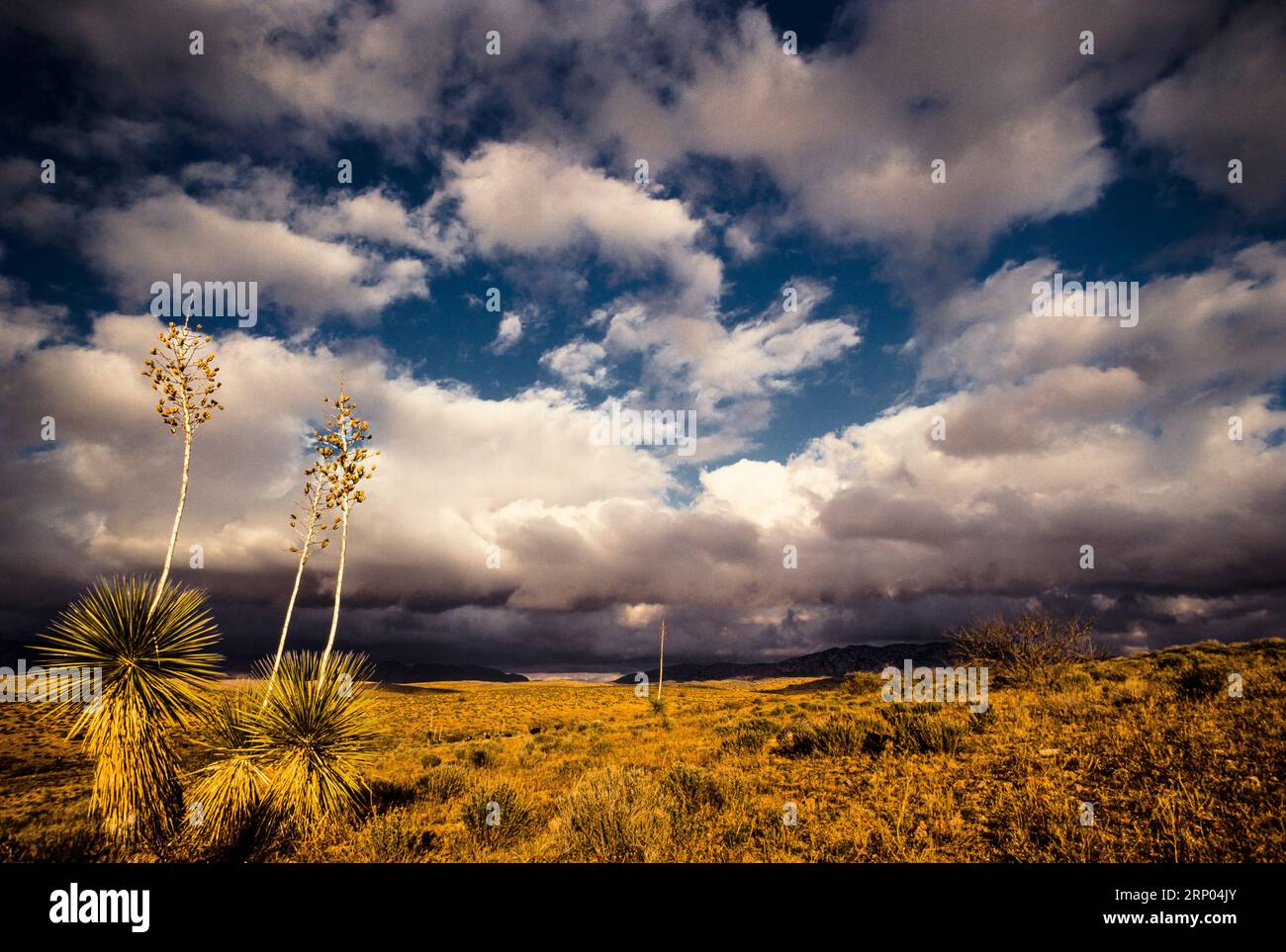 Yucca Bäume in der Wüste _ Gleeson, Arizona, USA Stockfoto