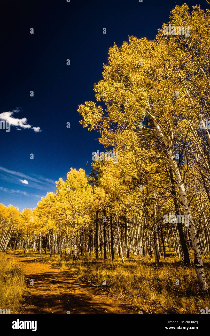 Herbst Laub Arizona Snow Bowl   Flagstaff, Arizona, USA Stockfoto