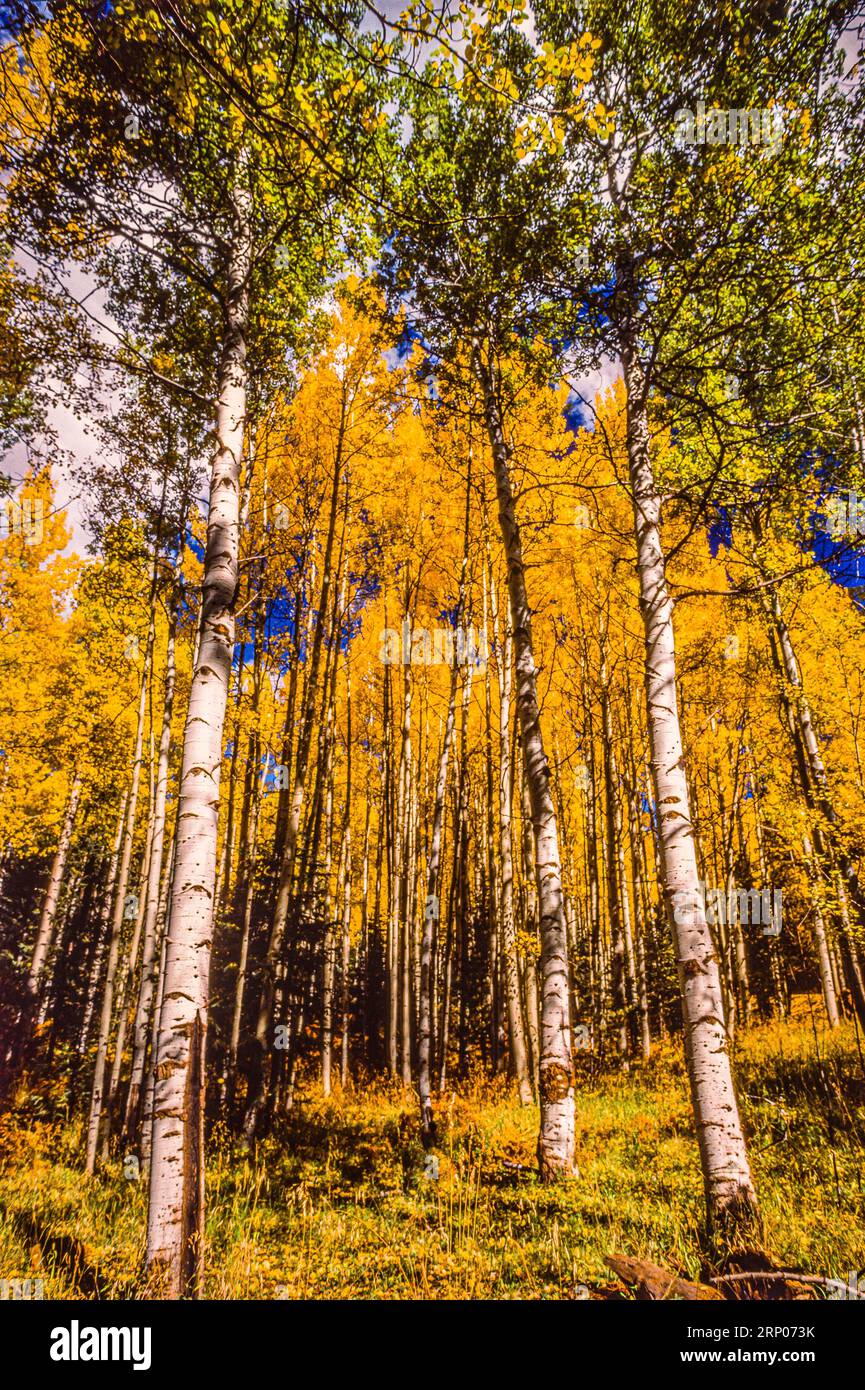 Herbst Laub Arizona Snow Bowl   Flagstaff, Arizona, USA Stockfoto