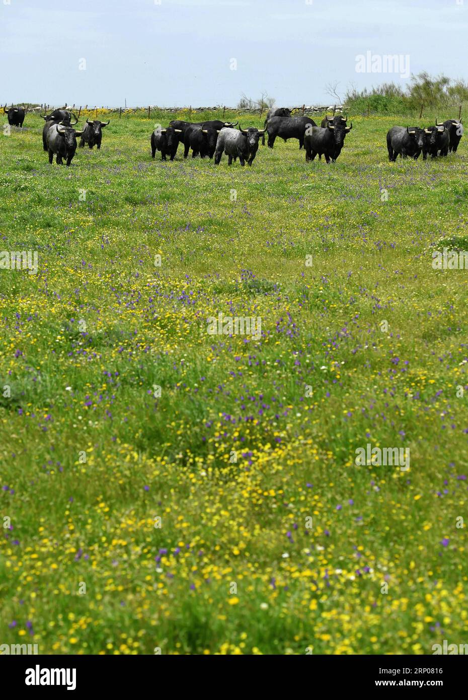 (180425) -- CACERES, 25. April 2018 -- Foto aufgenommen am 23. April 2018 zeigt Stiere auf der Bullenweide von Victorino Martin im Dorf Portezuelo in Caceres, Spanien. Victorino Martin und sein Vater kultivieren seit den 1960er Jahren Stiere für Stierkämpfe Derzeit sind etwa 2.000 Stiere auf seiner Weide, und nur 10 Prozent von ihnen werden zu den Stieren in ganz Spanien und in Südfrankreich geschickt, der Rest wird ihr ganzes Leben hier verbringen. )(rh) SPAIN-CACERES-BULL-PASTURE GuoxQiuda PUBLICATIONxNOTxINxCHN Stockfoto