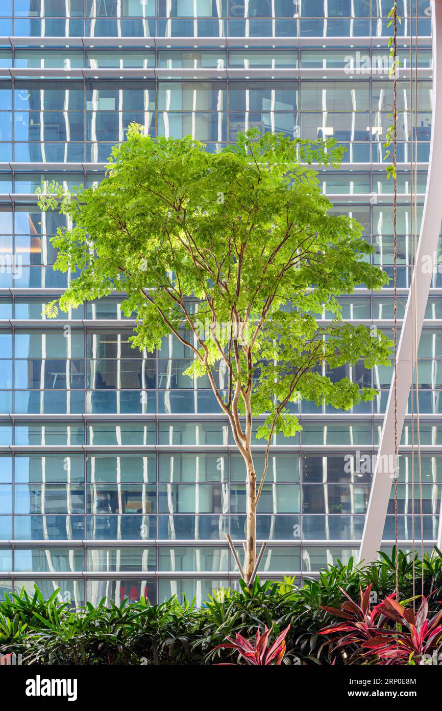 Einsamer Baum im Green Oasis Hochhausgarten auf den Etagen 17 bis 20 im umweltfreundlichen grünen Gebäude, CapitaSpring, 88 Market Street, Singapur Stockfoto