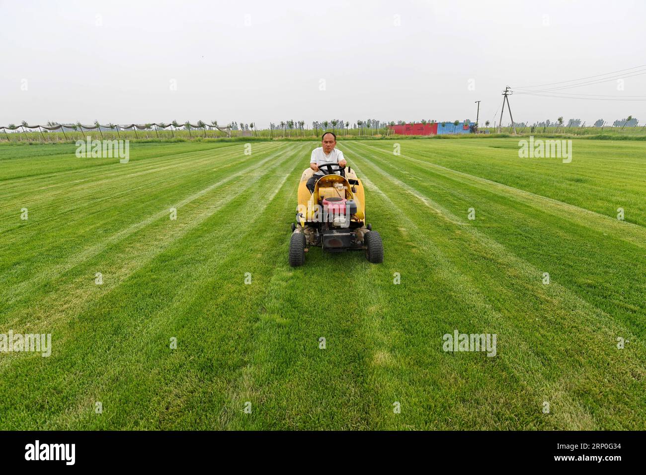 (180513) -- CANGZHOU, 13. Mai 2018 -- Liu Jie schneidet Rasen auf seiner Rasenpflanzenkooperative im Dorf Xiaomazhuang im Cangxian County, nordchinesische Provinz Hebei, 12. Mai 2018. Der 36-jährige Liu Jie, ein im Cangxian County geborener Dorfbewohner, ist weniger als 1,2 Meter hoch und hat seit seiner Kindheit eine Behinderung. Im Jahr 2009 inspirierten ihn die weitreichenden Aussichten auf die kommerzielle Rasenpflanzung, was ihn dazu führte, ein Unternehmen mit dieser Art zu gründen. Trotz vieler Rückschläge gab Liu sein Geschäft nie auf. Im Jahr 2015 gründete Liu eine Rasenpflanzengenossenschaft, in der die Dorfbewohner beschäftigt und motiviert waren, sich zu engagieren Stockfoto