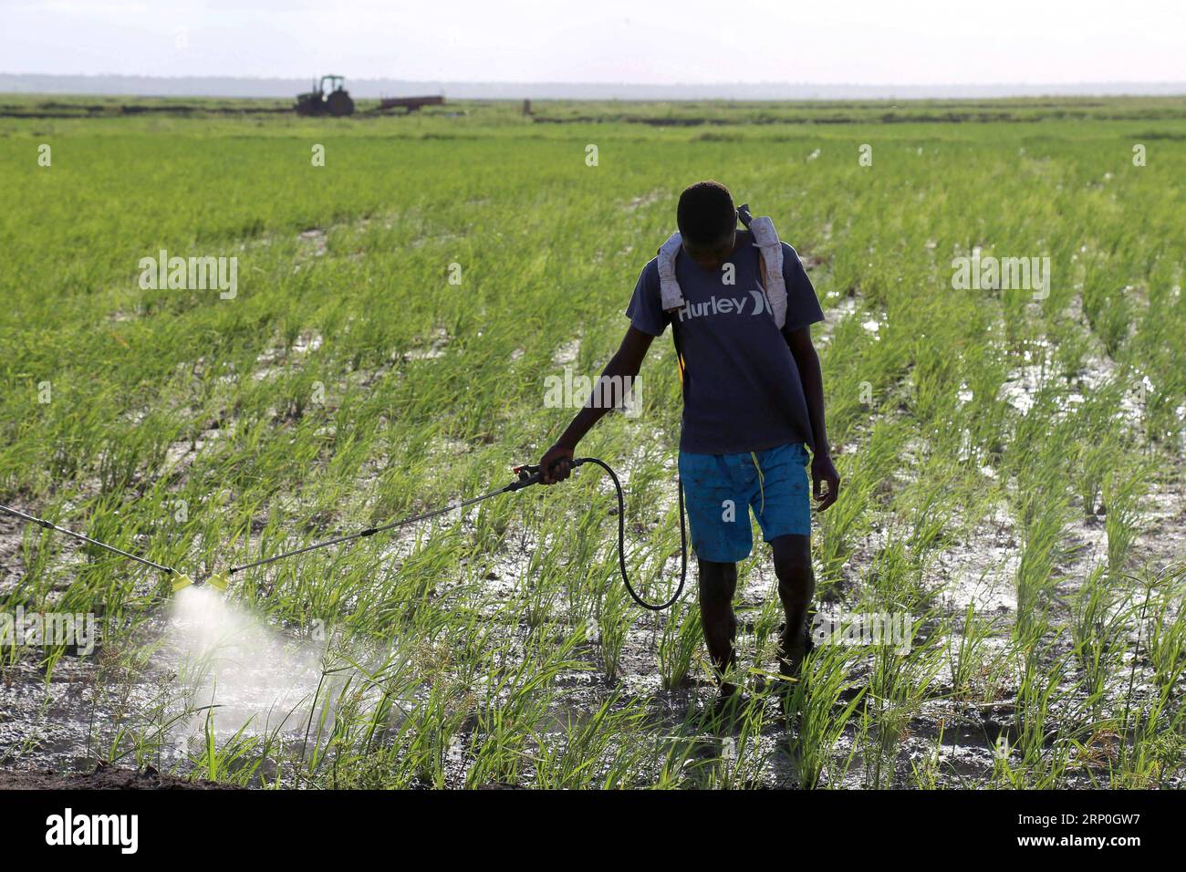(180514) -- GAZA (MOSAMBIK), 14. Mai 2018 () -- Ein einheimischer Landwirt spritzt Pestizide auf der Reisfarm Wanbao in der Provinz Gaza, Mosambik, 3. März 2018. Die Reisfarm Wanbao Mosambik, die vom China-Afrika-Entwicklungsfonds investiert wird, ist die größte ihrer Art, die China in Afrika betreibt. Das Projekt, ein umfassendes Unternehmen, das Plantagen, Lagerung, Verarbeitung und Verkauf umfasst, zielt auf die Entwicklung von 20.000 Hektar Ackerland ab und wird Landwirte in den umliegenden Gebieten dazu bringen, über weitere 80.000 Hektar Getreide anzubauen. () (sxk) MOSAMBIK-GAZA-CHINA-LANDWIRTSCHAFTSPROJEKT Xinhua PUBLICATIONxNOTxINxCHN Stockfoto